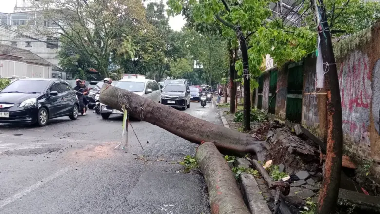 Pohon Tumbang Tewaskan Warga, Pemkot Bandung Disorot Soal Antisipasi