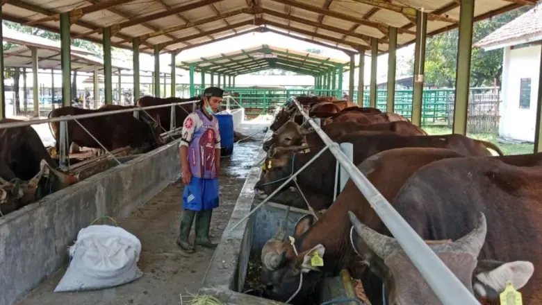 Jelang Idul Adha, Pemkab Garut Turunkan 100 Petugas Cek Kesehatan Hewan Kurban