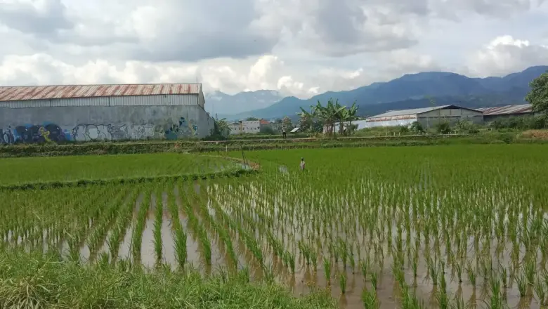 Anggota DPRD Garut Soroti Alih Fungsi Lahan, H. Imat Rohimat: Jangan Ganggu Sawah Produktif
