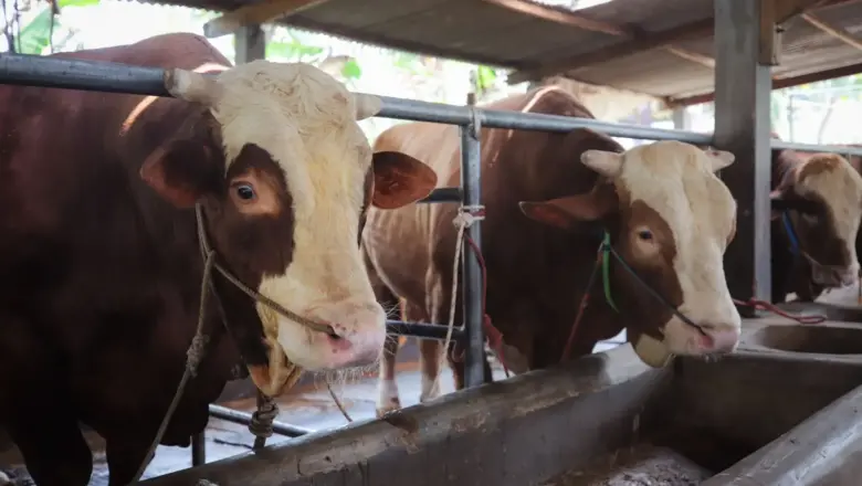 Cacing Hati hingga Paru Rusak Ditemukan pada Hewan Kurban di Bandung