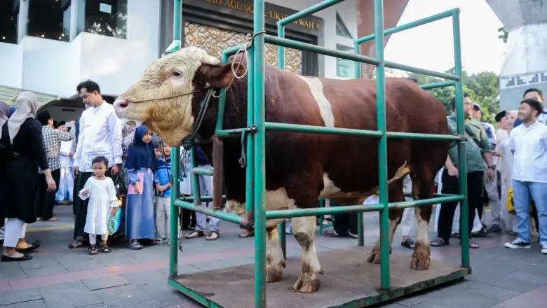 Sapi Kurban Presiden RI untuk Kota Bandung Lolos Seleksi Ketat, Daging Disalurkan ke Mustahik