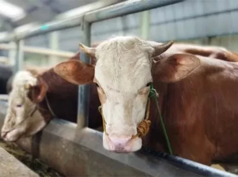 Stok Hewan Kurban di Jabar untuk Iduladha 2026 Dipastikan Aman, Sapi dan Domba Meningkat