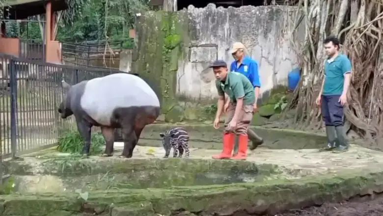 Di Tengah Efisiensi Anggaran, Iklan Lelang Bandung Zoo di Media Massa Tuai Sorotan