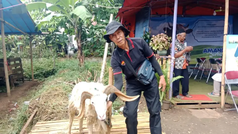 Topi Hitam dan Langkah Pelan Aryo Menjaga Ratusan Domba Jelang Iduladha