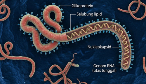 WHO Sebut Tingkat Kematian Wabah Virus Ebola Bundibugyo Capai 50 Persen
