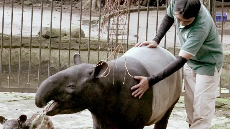 Kebun Binatang Bandung Zoo Diminta Fokus pada Satwa Lokal