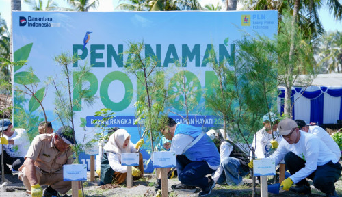 PLN EPI Tanam 2.500 Cemara Udang untuk Lindungi Pesisir Lombok