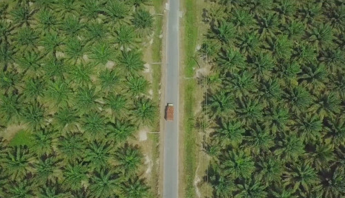 Operasional Kebun Cot Girek Lumpuh, Kerugian Capai Rp44 Miliar