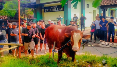 Siapa Sosok TIW yang Kirim Sapi 1,1 ton ke Lingkungan Amien Rais? Benarkah Orang Dekat Presiden?