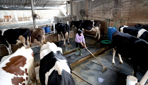 Sasar Ring Satu Tambang, Riota Jaya Lestari Bagikan Puluhan Sapi Kurban di Lambai dan Lasusua