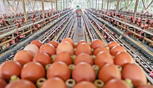 Industri Perunggasan Dinilai Semakin Terkonsentrasi dan Tidak Sehat