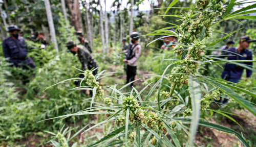 Rp 6,49 Triliun untuk Sulap Ganja Jadi Kopi