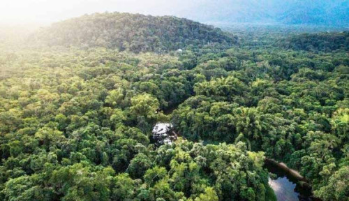 2 Miliar Pohon! Bambu Jadi Senjata Hijau Selamatkan Bumi