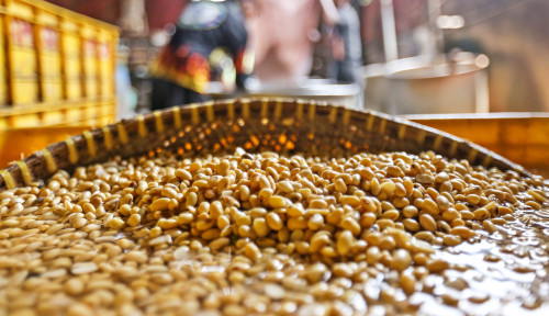 Dinamika Harga Kedelai Dunia, Amran Ancam Cabut Izin Importir Kedelai yang Jual di Atas HAP