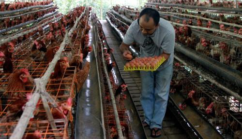 ‘Harga Telur Naik tapi Peternak Tak Menikmati,’ Indonesia Geram Banyak Dapur Tak Jalankan Mandat MBG
