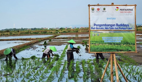 Lahan Salin Disulap Jadi Sumber Ekonomi Baru, PGN-BRIN Luncurkan Minapadi Salin