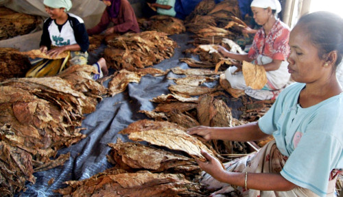 PBNU Tolak Tiga Rancangan Aturan Tembakau Yang Mematikan Sumber Mata Pencaharian Petani dan Pekerja Nahdiyin