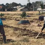 Sektor Pertanian Turun Drastis, Petani Berharap ada Bantuan Sumur Bor