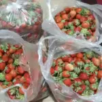 Benih Menurun, Produksi Stroberi Garut Terancam Mandek