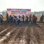 Purwakarta Perkuat Ketahanan Pangan Lewat Produksi Jagung
