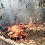 Lahan Warga di Cigelam Purwakarta Terbakar