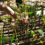 Kejar Target 1 Juta Bibit, IWIP dan WBN Perluas Program Mangrove