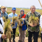 Di Tengah El Nino, Pemkab Batang Berhasil Panen 166,5 Ton Padi Biosalin