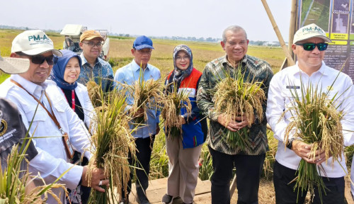 Di Tengah El Nino, Pemkab Batang Berhasil Panen 166,5 Ton Padi Biosalin