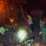 Setengah Hektare Lahan Perhutani di Banjar Terbakar