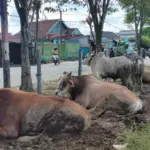 Enam Sapi Dana Desa Rp157 Juta di Cikadu Dipersoalkan, Pengelolaan dan Aset Dipertanyakan