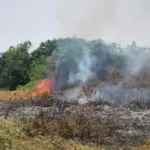 Api Membakar Lahan Pabrik PTPN di Cikumpay