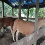 Inspektorat Telusuri Dugaan Penjualan Sapi Dana Desa Cikadu