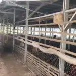 Bau Menyengat dan Lalat dari Peternakan Bebek Dikeluhkan Warga