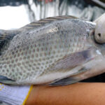 ‘Ikan Busuk dari Kepalanya’ Loh itu Pidatonya Pak Prabowo Tahun 2024