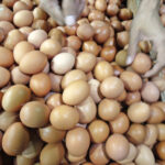 Produksi Telur Melimpah, Harga di Peternak Jatuh ke Rp21 Ribu per Kg